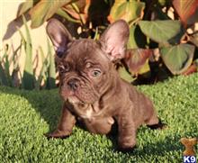 french bulldog puppy posted by Blue Empire Frenchies